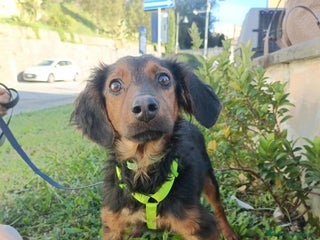 Meticcio cani ALBANO, timido cucciolino TAGLIA PICCOLA! - Annuncio 28