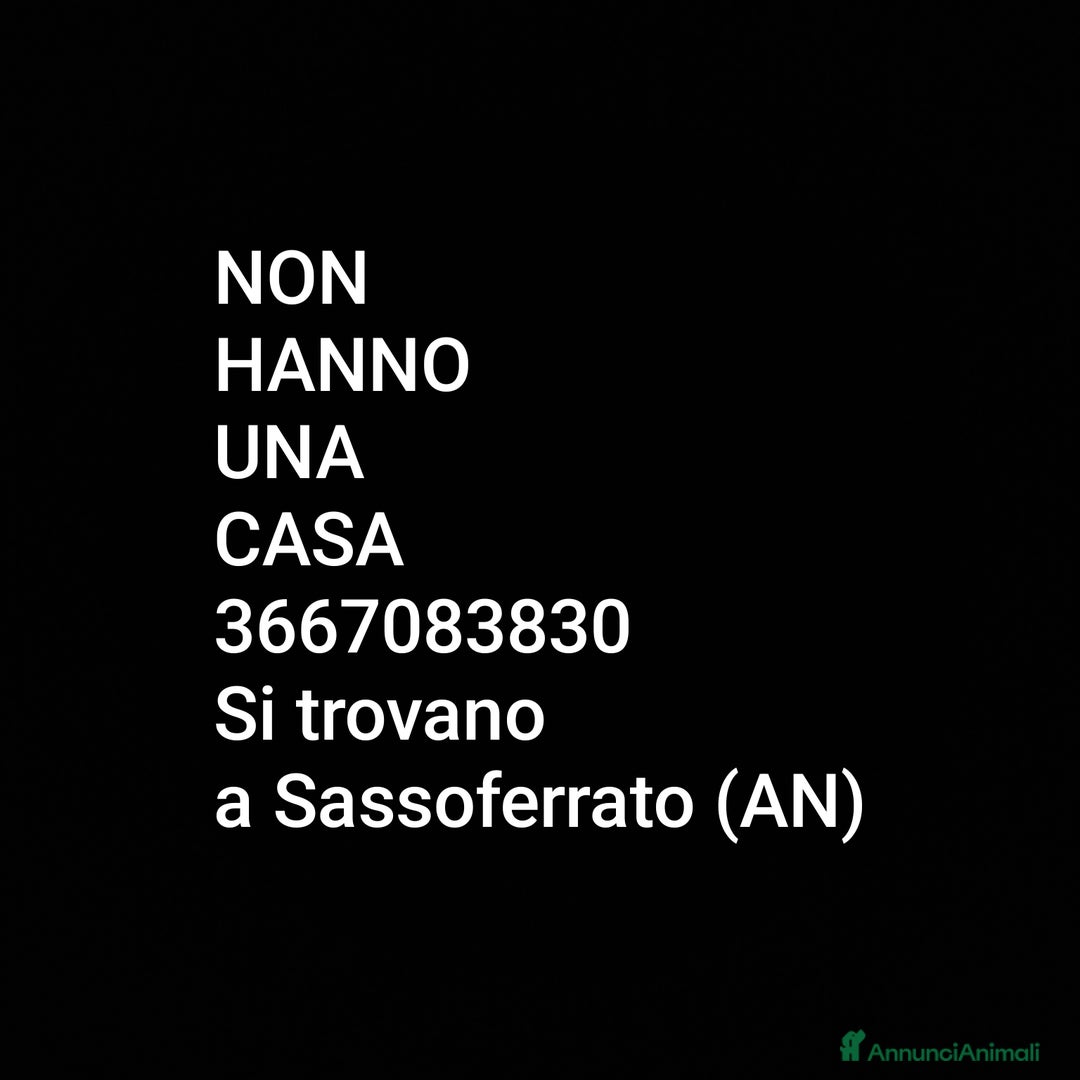 Europeo gatti in regalo: ❤️CI SIAMO ANCHE NOI - Immagine 9