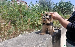 Yorkshire cani in vendita: Yorkschire  a Libero consorzio comunale di Agrigento - Immagine 7