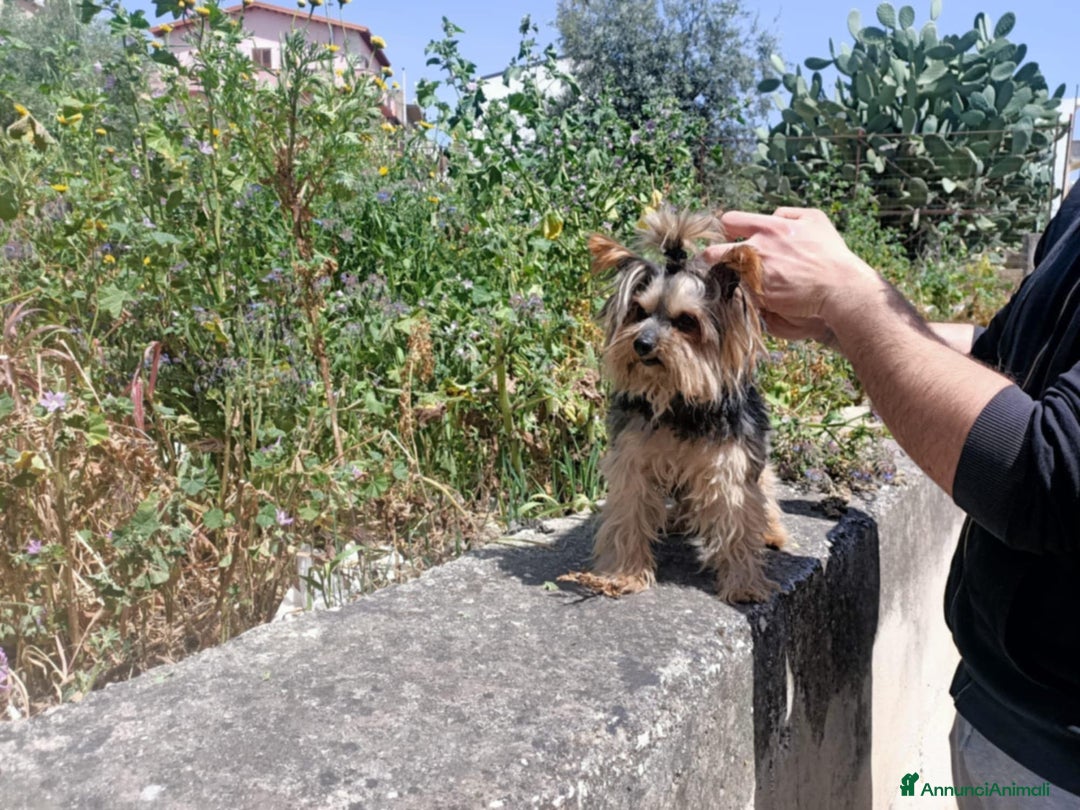 Yorkshire cani in vendita: Yorkschire  a Libero consorzio comunale di Agrigento - Immagine 7