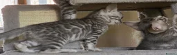 Bengala gatti in vendita: Cuccioli gatto bengala  - Annuncio 24