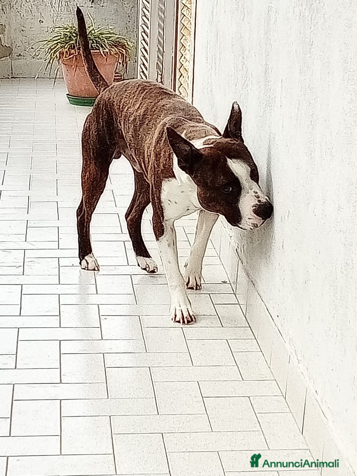 American Staffordshire cani Regalo cucciolo amstaff - Annuncio 28