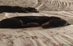 Bassotto cani in vendita: Bassottini cercano casa a Provincia di Pisa - Immagine 7