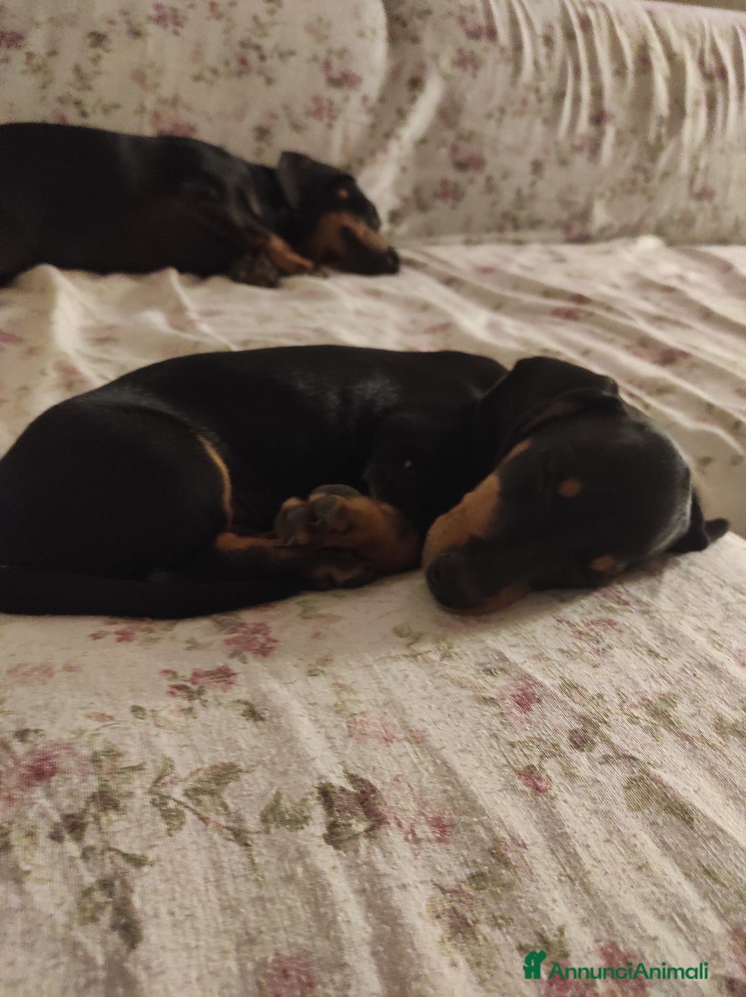 Bassotto cani in vendita: Bassottini cercano casa a Provincia di Pisa - Immagine 7