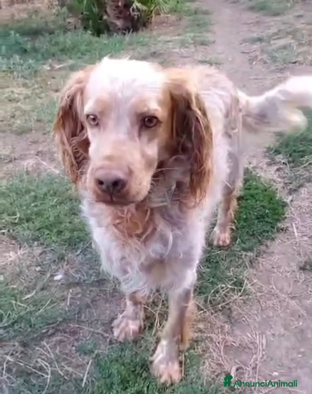 Breton cani in regalo: Breton arancio adulti IN CANILE DAL 2020! LAZIO - Annuncio 1