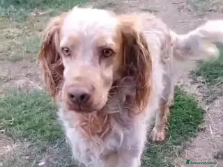 Breton cani Breton arancio adulti IN CANILE DAL 2020! LAZIO - Annuncio 2