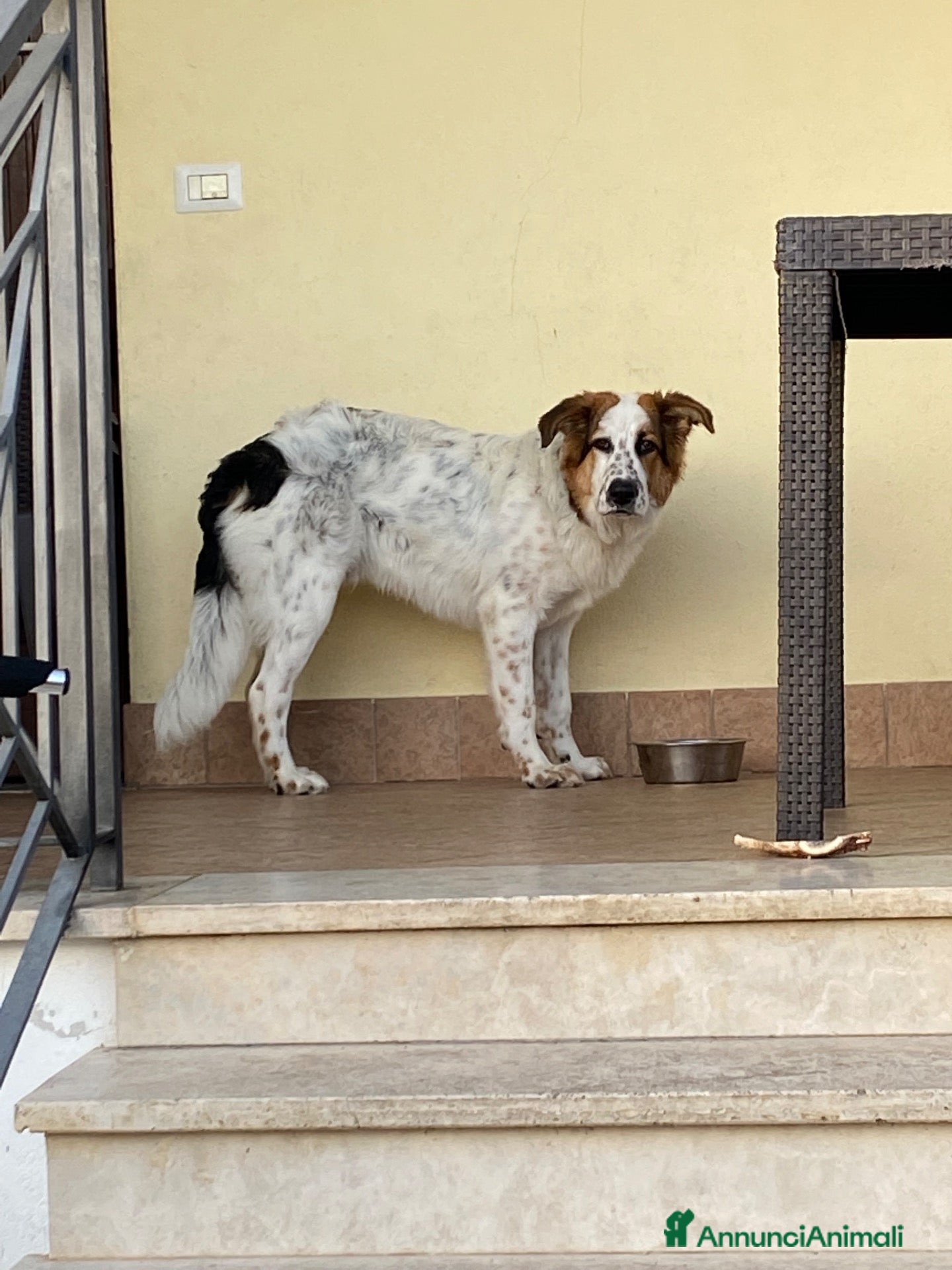 Meticcio cani Cesare - Annuncio 11