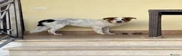 Meticcio cani in regalo: Cesare a Città metropolitana di Roma Capitale - Annuncio 1