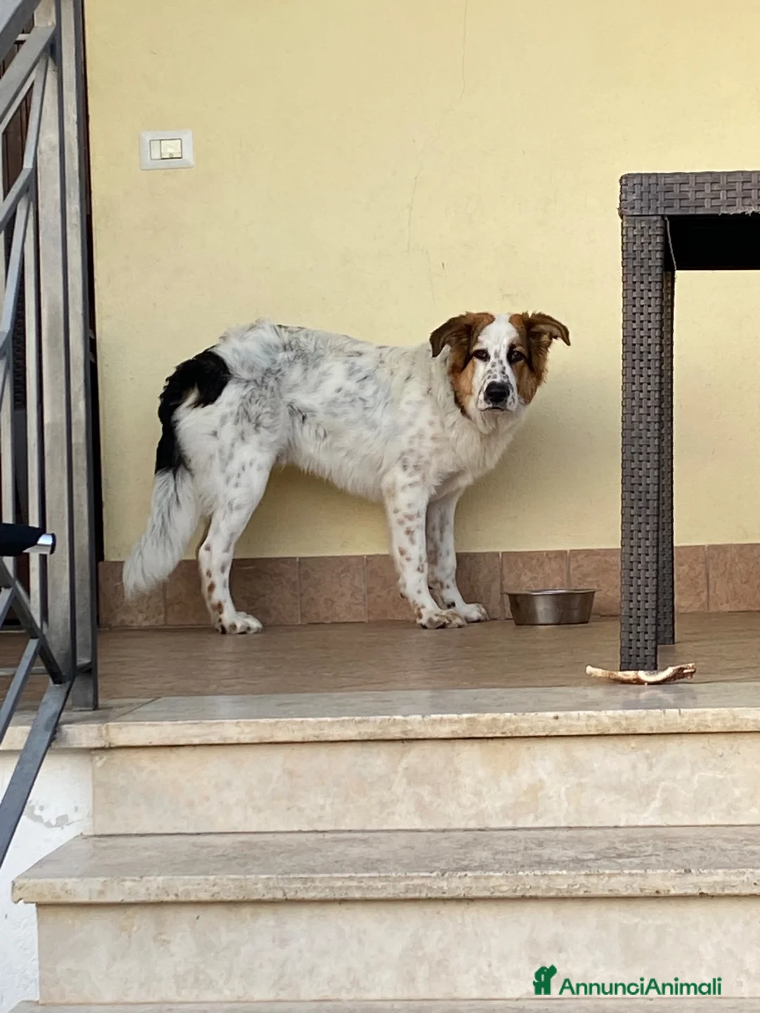 Meticcio cani in regalo: Cesare a Città metropolitana di Roma Capitale - Annuncio 1