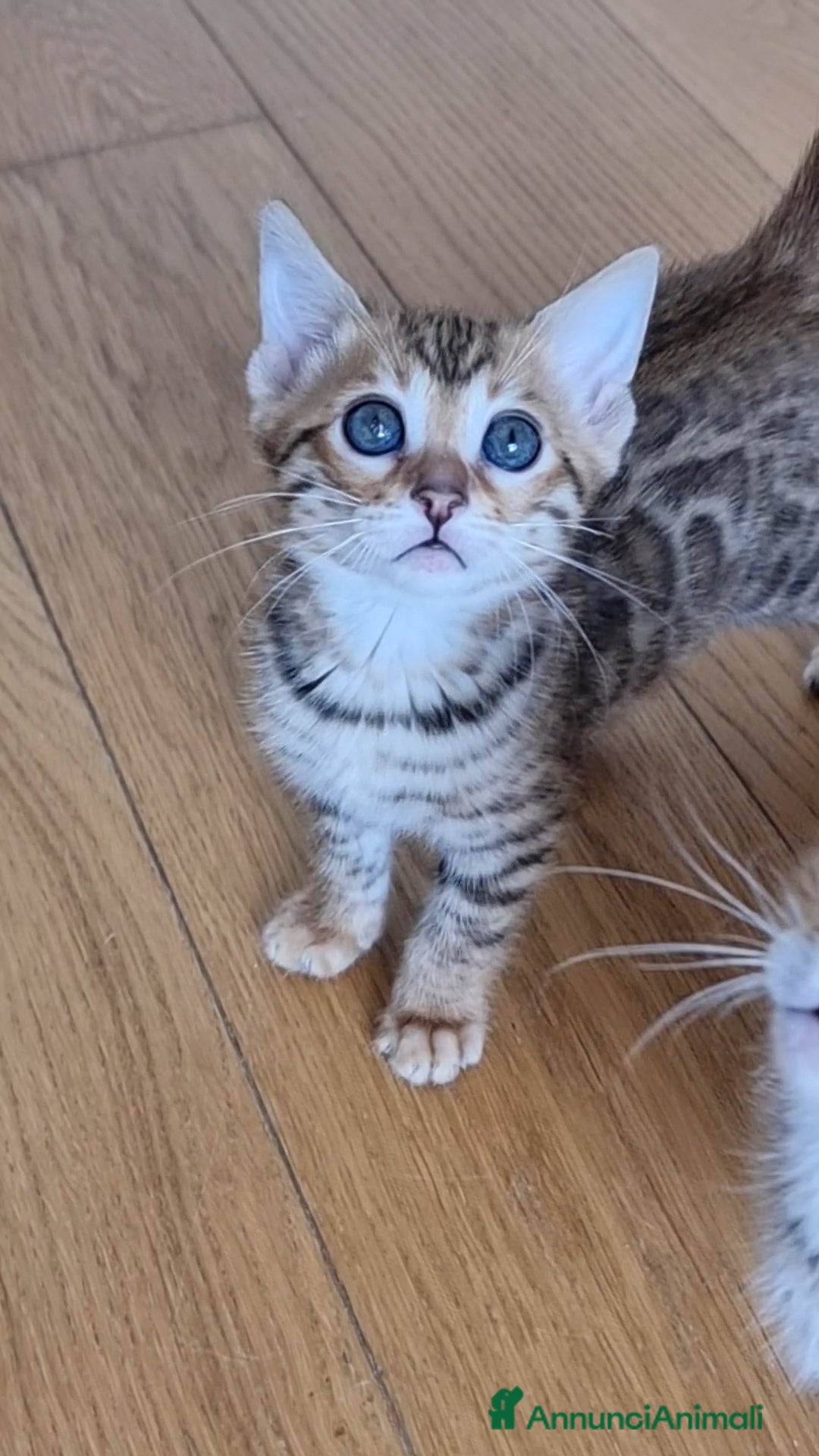 Bengala gatti in vendita: Bengala  - Annuncio 4