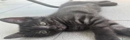 Altre razze gatti in regalo: Un gatto nero a Provincia di Brescia - Annuncio 4