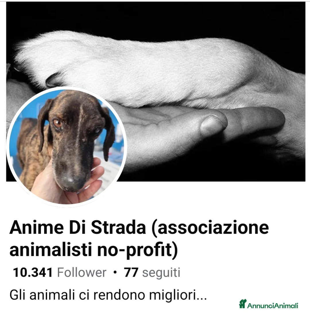 Immagine della galleria {{count}}