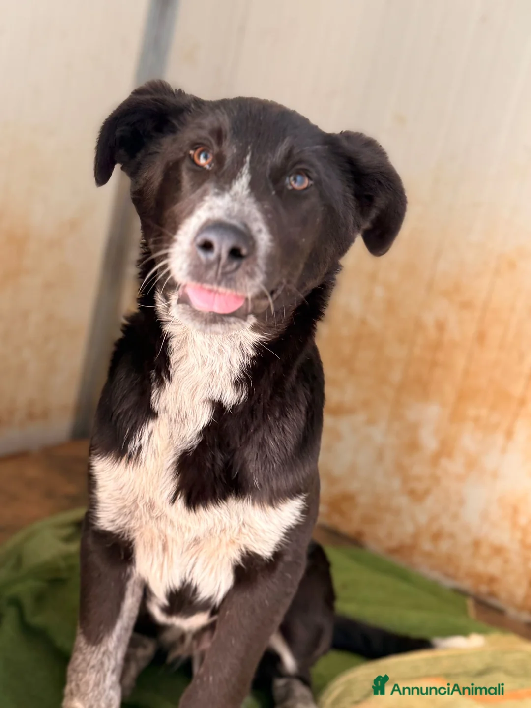 Meticcio cani in regalo: Milo❤️ - Annuncio 1