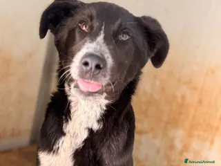 Meticcio cani Milo❤️ - Annuncio 7