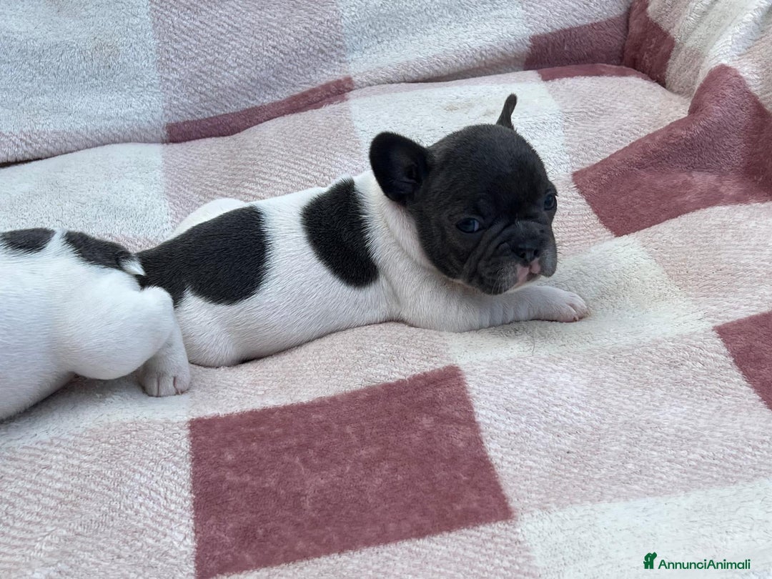Bulldog Francese cani in vendita: Cuccioli bulldog francese esotici blu - Annuncio 23