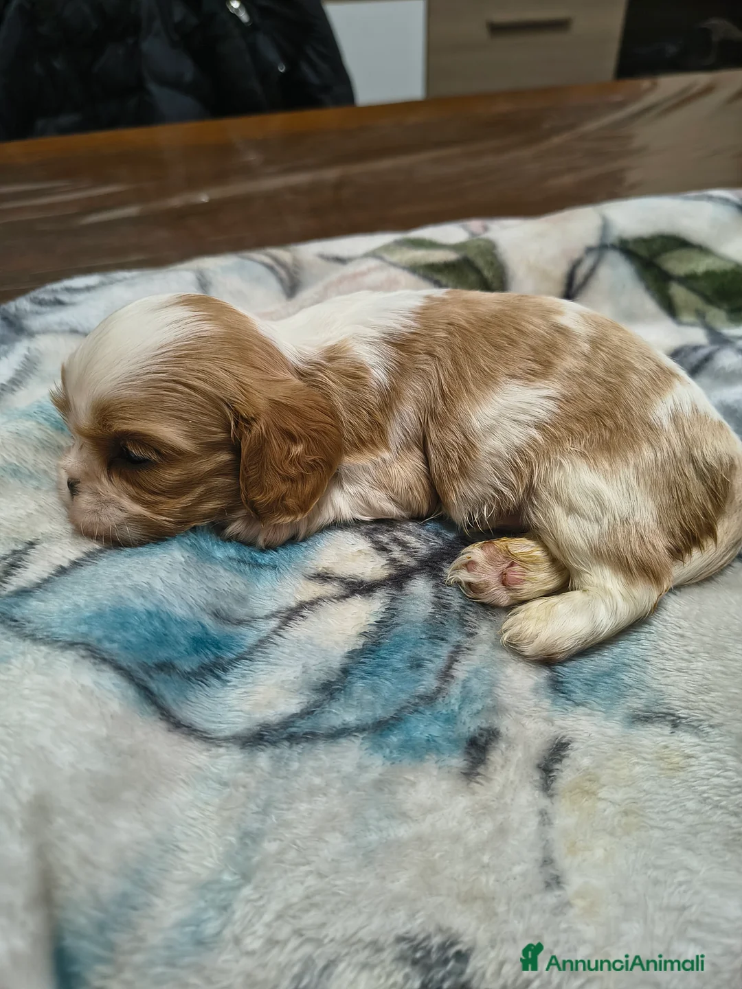 Cavalier King cani in vendita: Cuccioli di cavalier king Charles spaniel  a Provincia di Modena - Annuncio 11