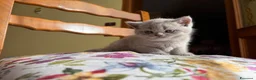 Scottish gatti in vendita: Cucciola di scottish straight lilac - Annuncio 3