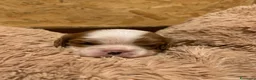 Cavalier King cani in vendita: Cuccioli di Cavalier King con Affisso ENCI  - Annuncio 6