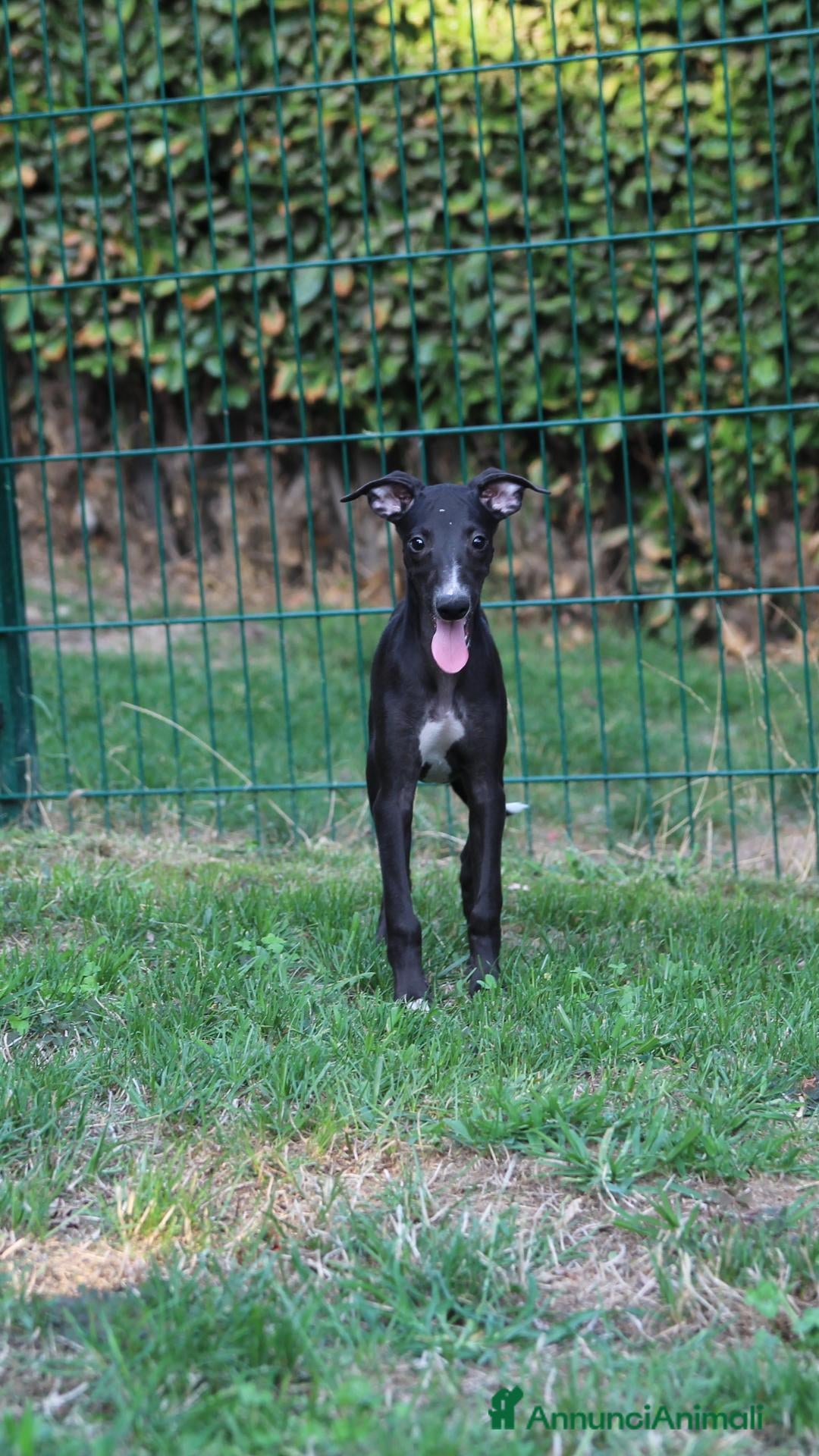 Whippet cani in vendita: Cucciolo maschio - Annuncio 2