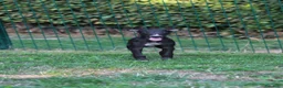 Whippet cani in vendita: Cucciolo maschio - Annuncio 1