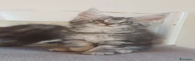 Penelope