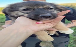 Altre razze cani in regalo: Cuccioli di 3 mesi cercano adozione urgente  a Provincia di Parma - Immagine 12