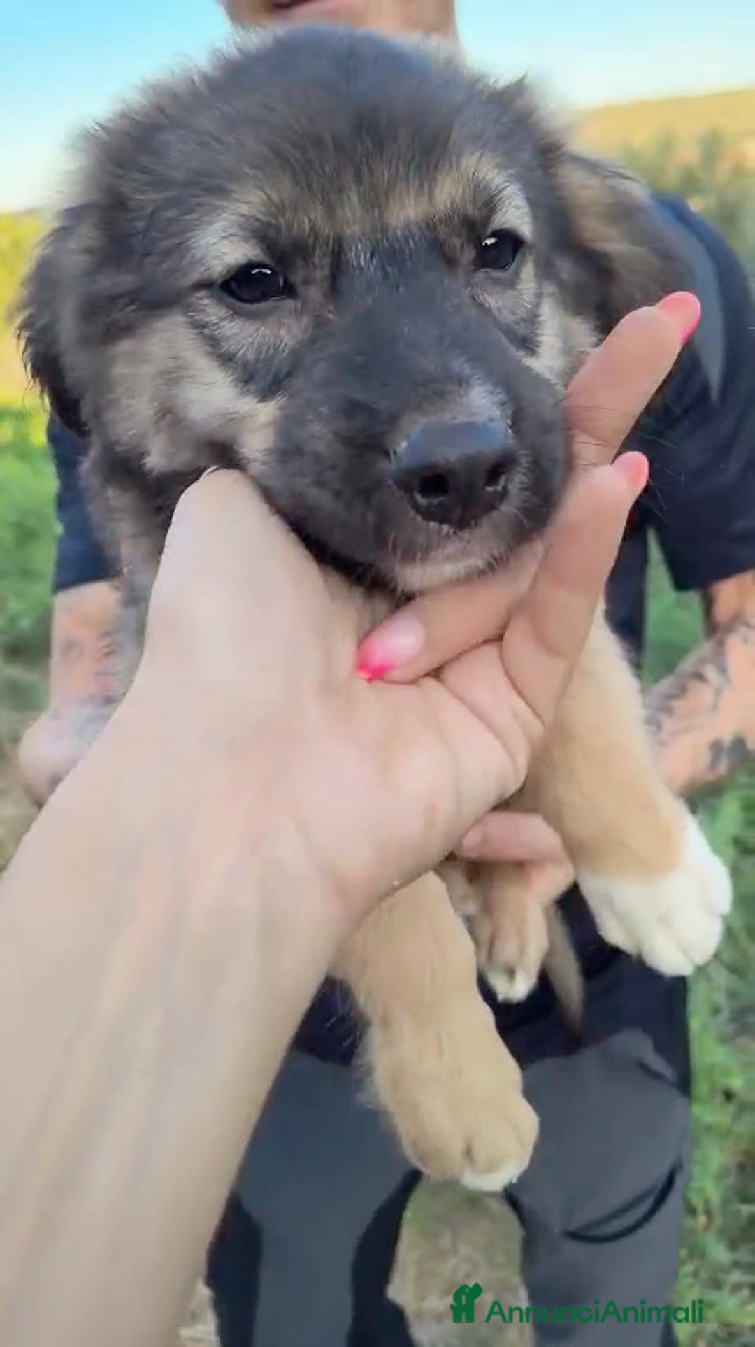 Altre razze cani in regalo: Cuccioli di 3 mesi cercano adozione urgente  a Provincia di Parma - Immagine 12
