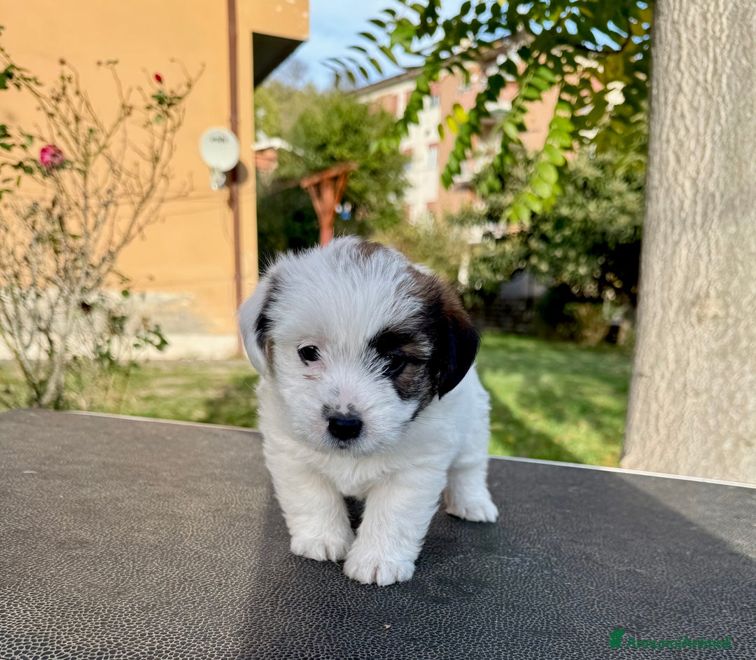Jack Russell cani in vendita: Jack Russell pelo ruvido - Annuncio 6