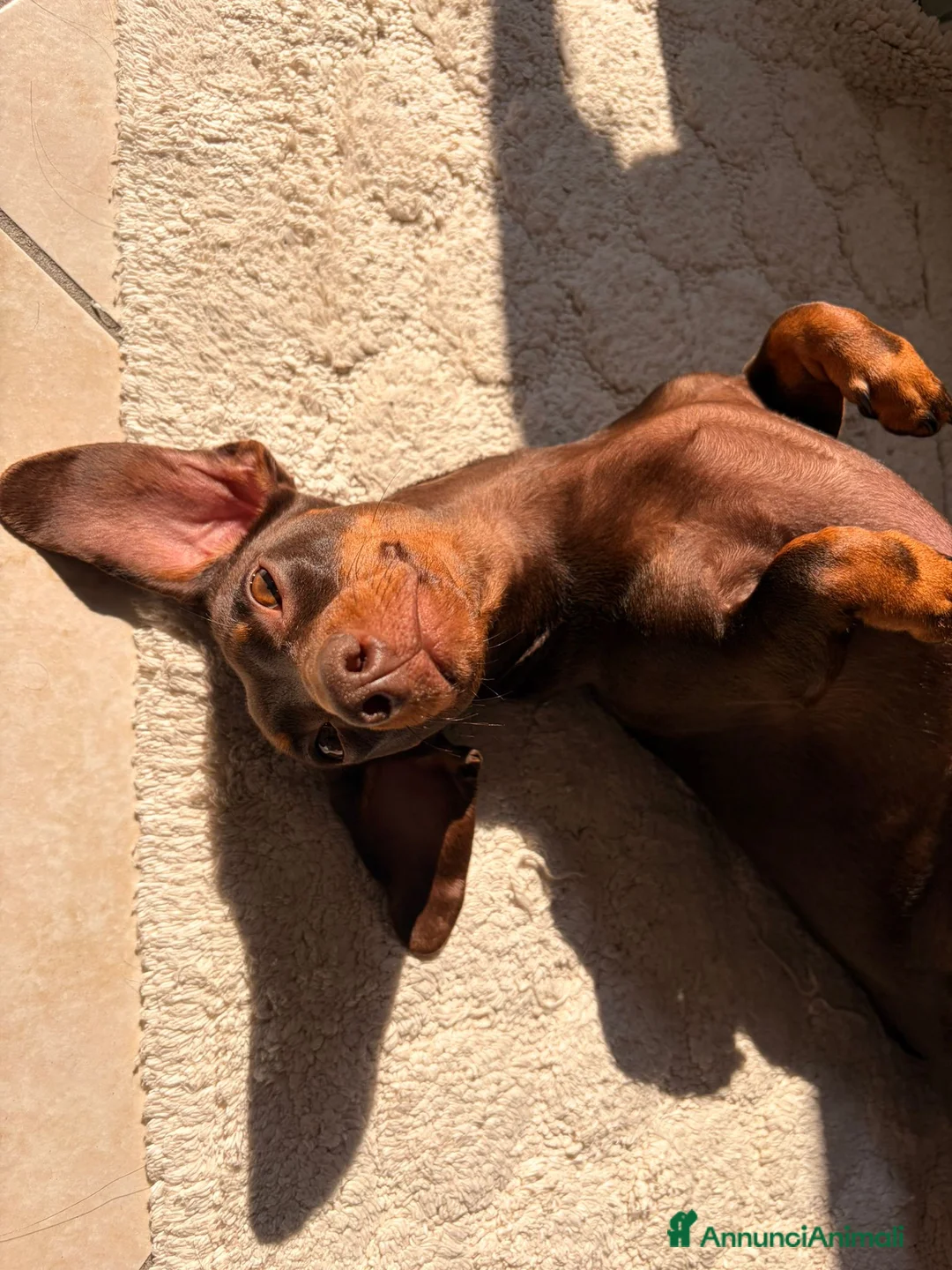 Bassotto cani per accoppiamento: BASSOTTO per MONTA - Annuncio 2