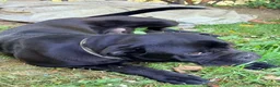 Cane Corso cani in vendita: Cucciolo di cane corso a Provincia di Biella - Annuncio 2