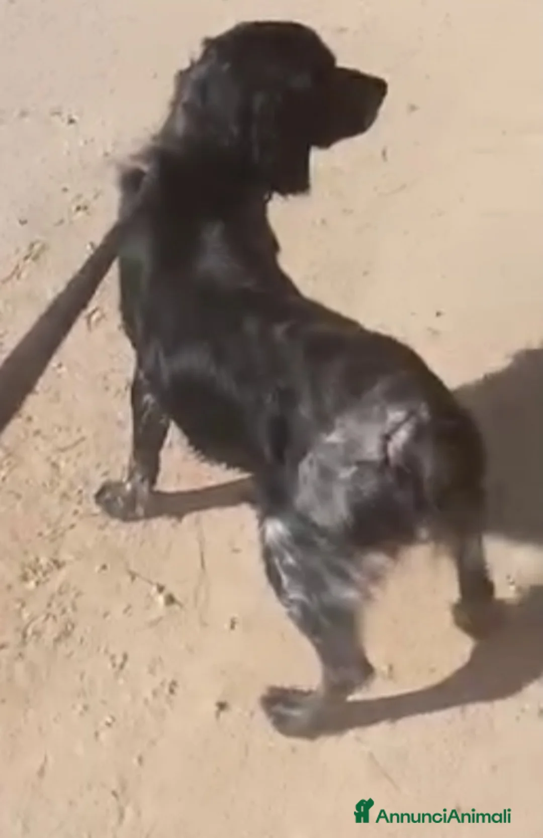 Breton cani in regalo: Breton 2anni finito in canile a Marzo.. PUGLIA SOS a Città metropolitana di Milano - Annuncio 6