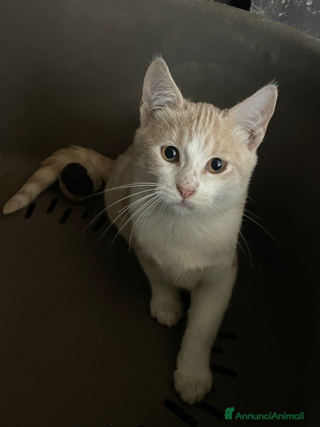 Meticcio gatti in regalo: LA DOLCISSIMA PIMPI - Annuncio 3