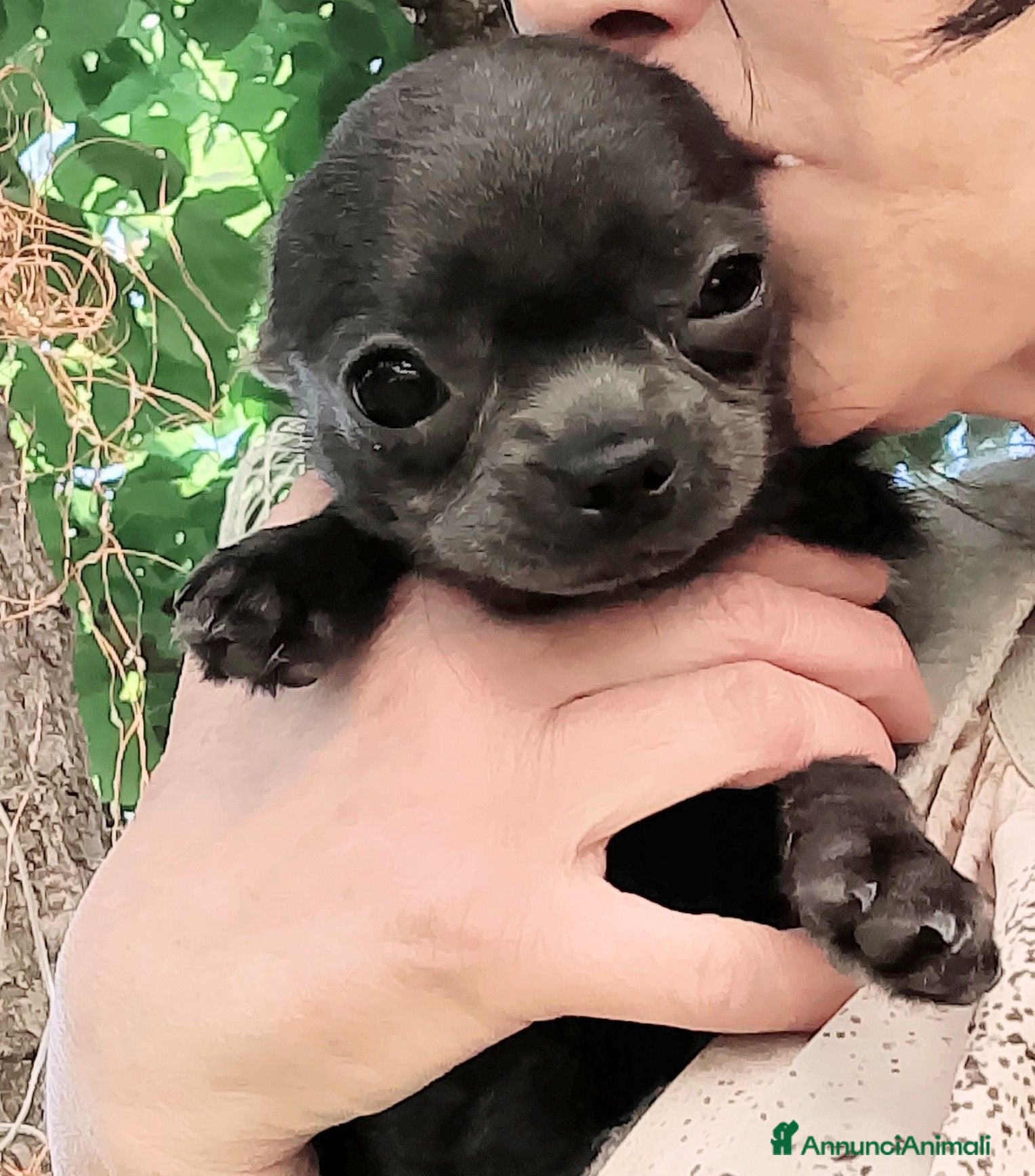 Chihuahua cani Chihuahua pedigree ENCI  - Annuncio 1