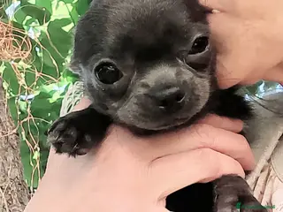 Chihuahua cani Chihuahua pedigree ENCI - Annuncio 4