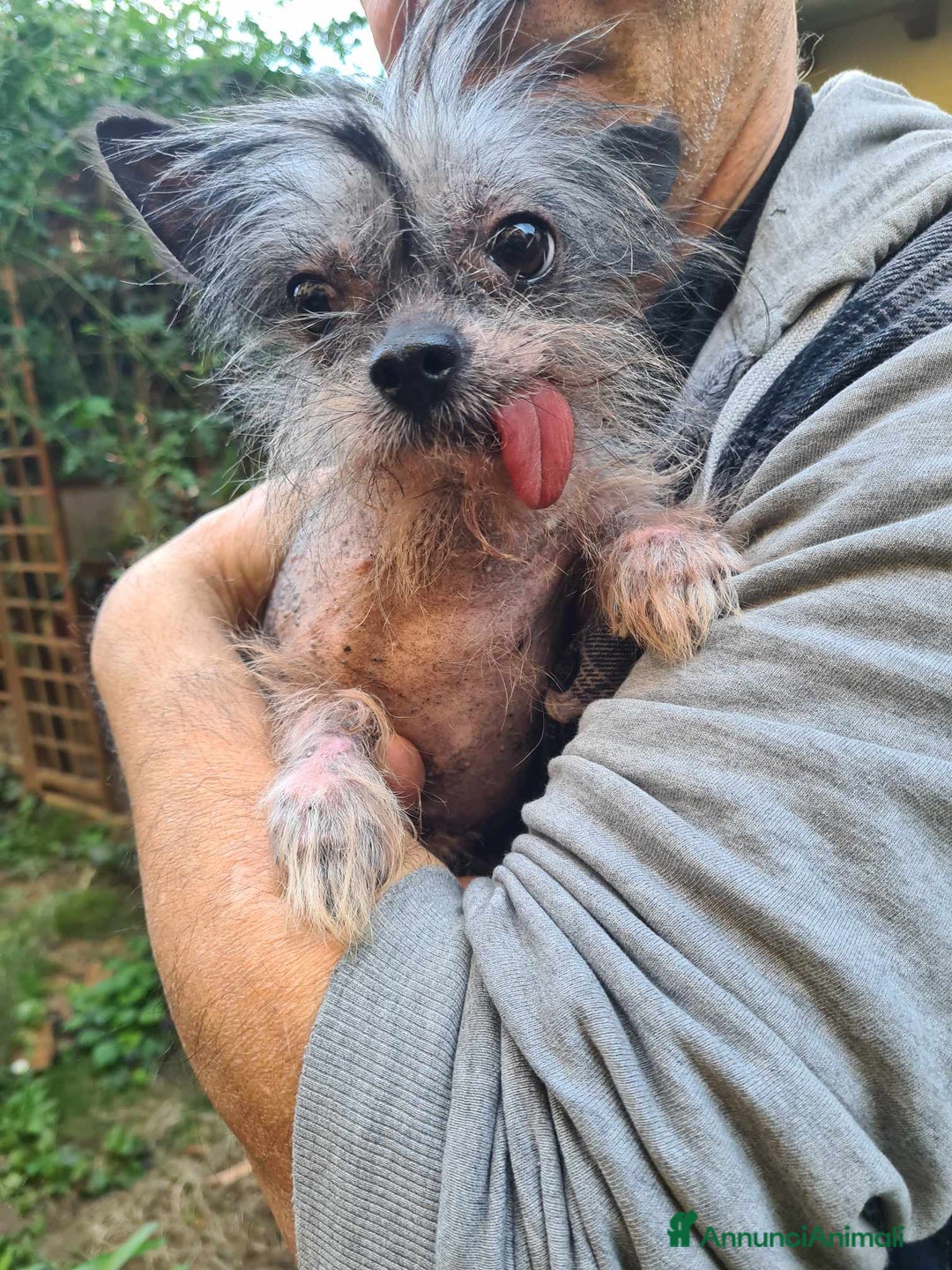 Altre razze cani in regalo: LAMPONE & MIRTILLO, mini CANI NUDI CINESI fifoni! a Città Metropolitana di Firenze - Immagine 8