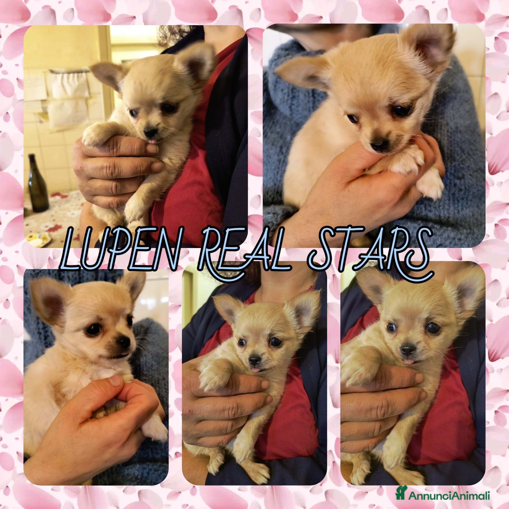 Chihuahua cani CUCCIOLO CHIHUAHUA MASCHIO PEDIGREE  - Annuncio 1