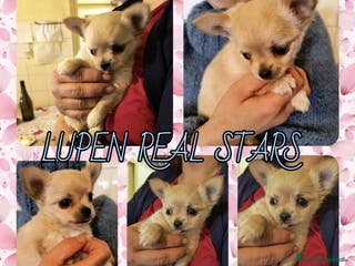 Chihuahua cani CUCCIOLO CHIHUAHUA MASCHIO PEDIGREE - Annuncio 18