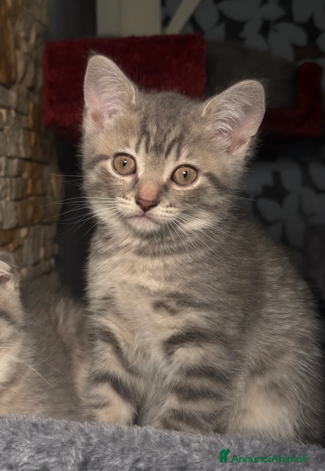 Scottish gatti in vendita: Gattini Scottish Fold & Straight  - Annuncio 2