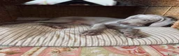 Weimaraner cani in vendita: Ultimo cucciolo di Weimaraner in vendita a Provincia di Novara - Annuncio 5