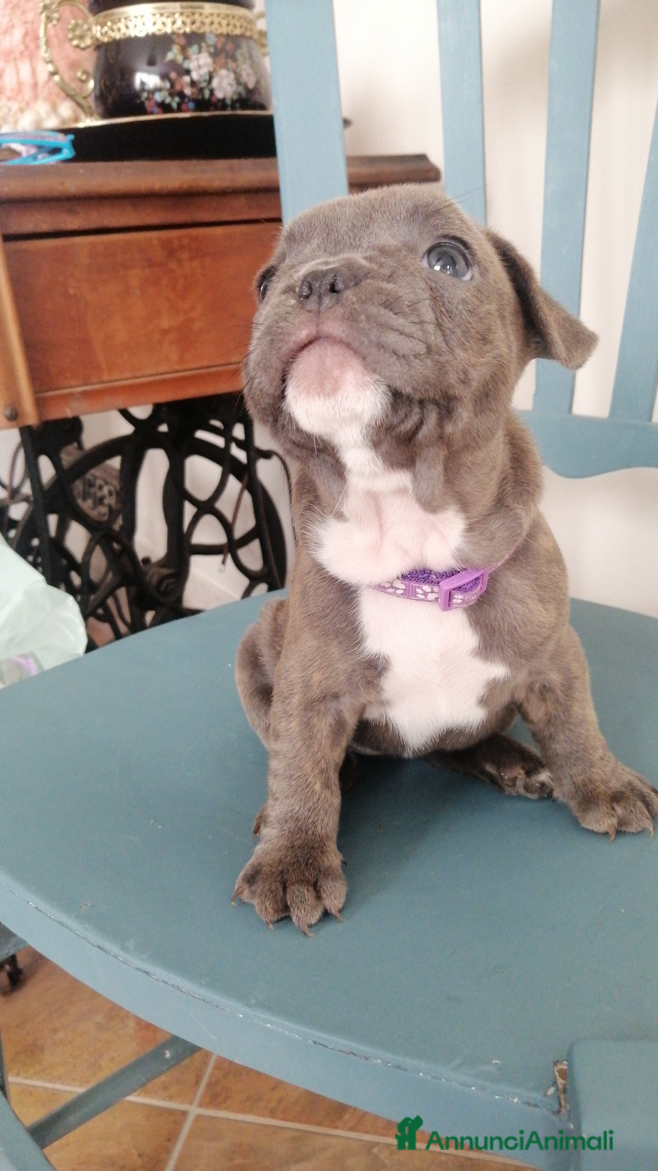 Bulldog Francese cani Bulletta - Annuncio 6