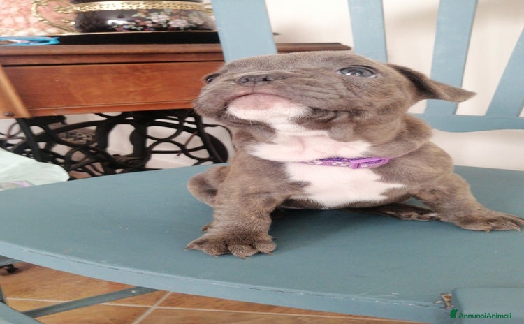 Bulldog Francese cani - Annuncio 15