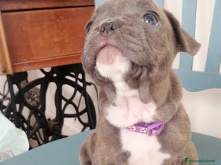 Bulldog Francese cani - Annuncio 32