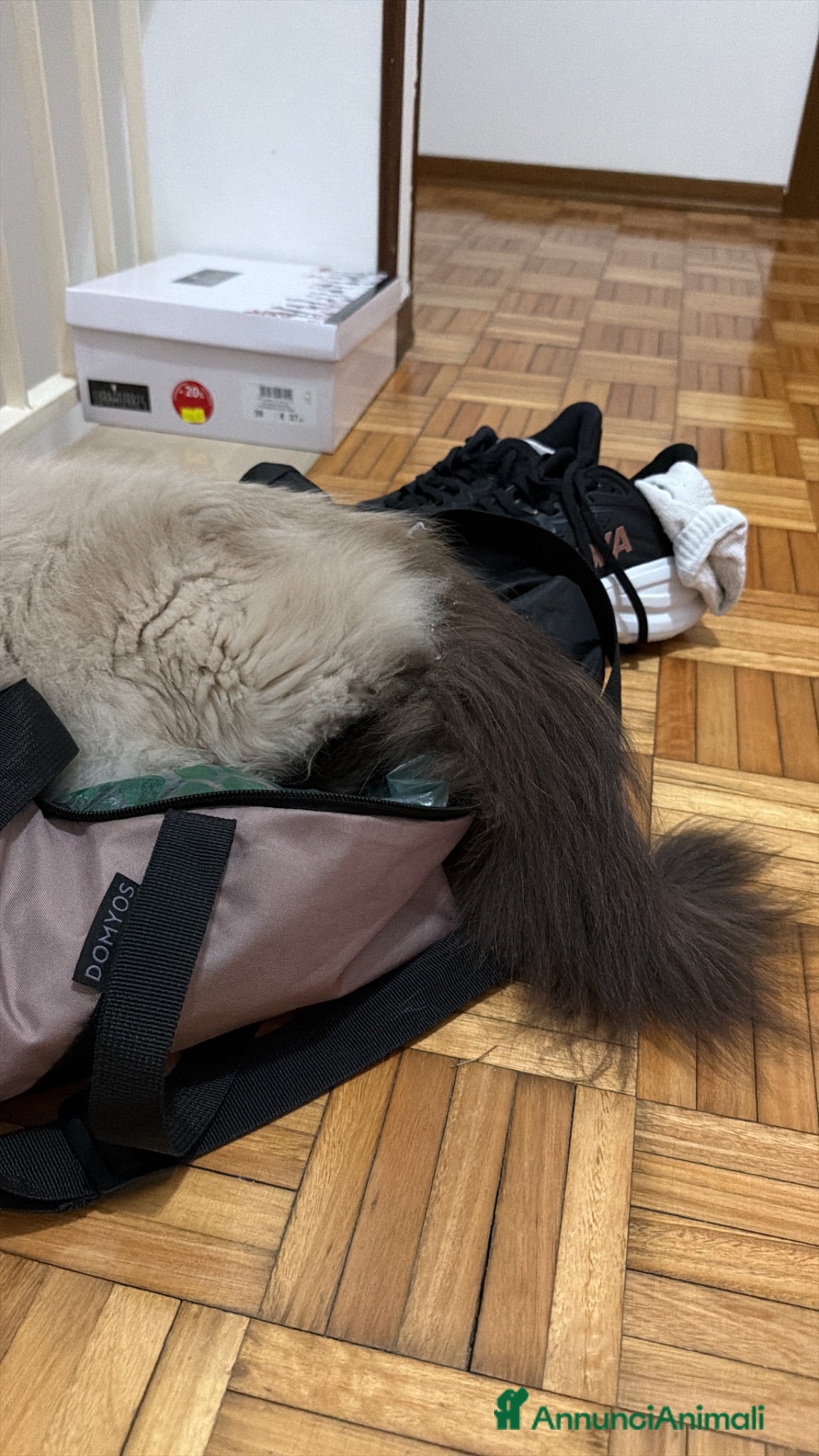 Ragdoll gatti Ragdoll - Annuncio 2