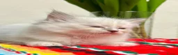 Ragdoll gatti in vendita: cuccioli di ragdoll genitori con pedigree - Annuncio 13