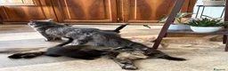 Meticcio gatti in vendita: Maschetto nero mix MaineCoon  a Città Metropolitana di Torino - Annuncio 6