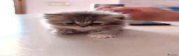 Persiano gatti in vendita: Gattini persiani  - Annuncio 3