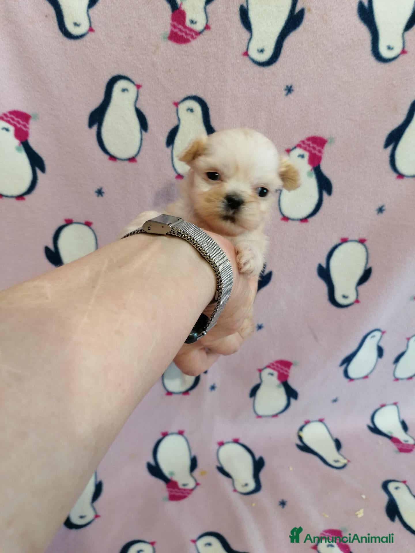 Shih Tzu cani Shih Tzu cucciola bianca - Annuncio 6
