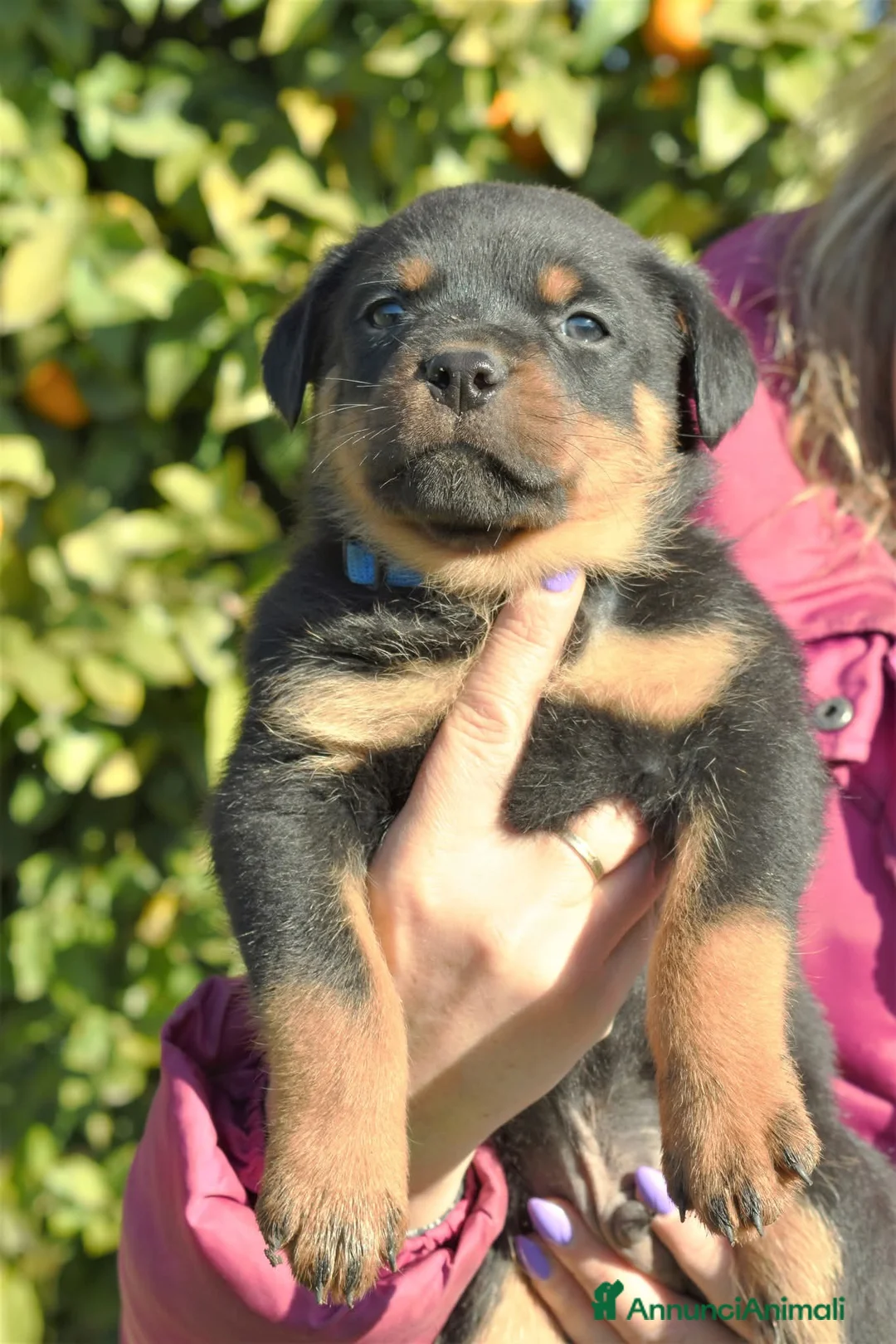 Rottweiler cani in vendita: Cuccioli Rottweiler  - Annuncio 1