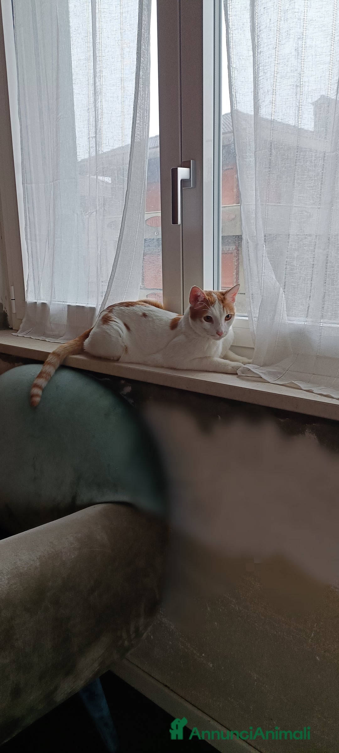 Meticcio gatti in regalo: Simba  - Annuncio 1