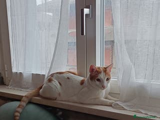 Meticcio gatti Simba - Annuncio 9